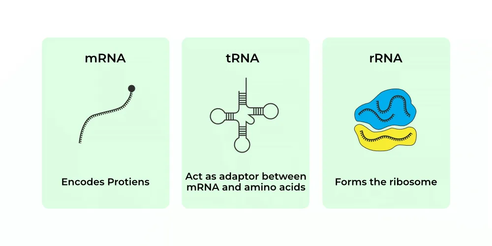 Trna The Adapter Molecule Geeksforgeeks