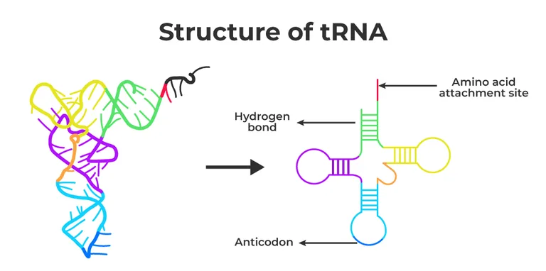 Trna The Adapter Molecule Geeksforgeeks