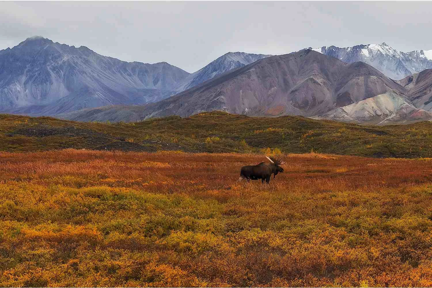 Tundra Land Biome Description And Characteristics