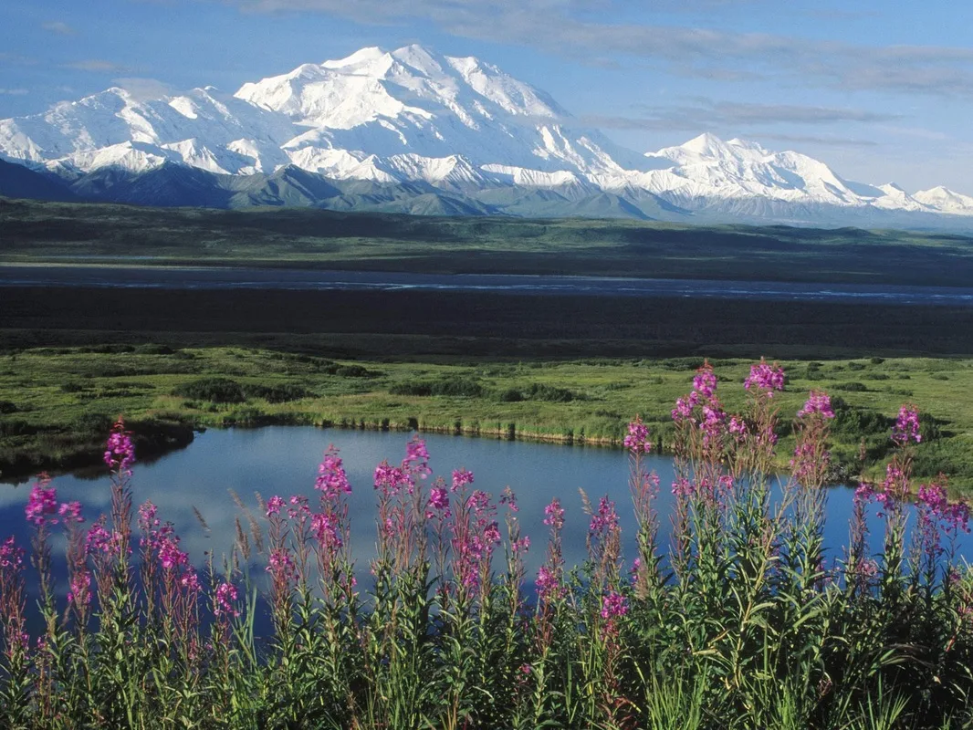 Tundra Landscape