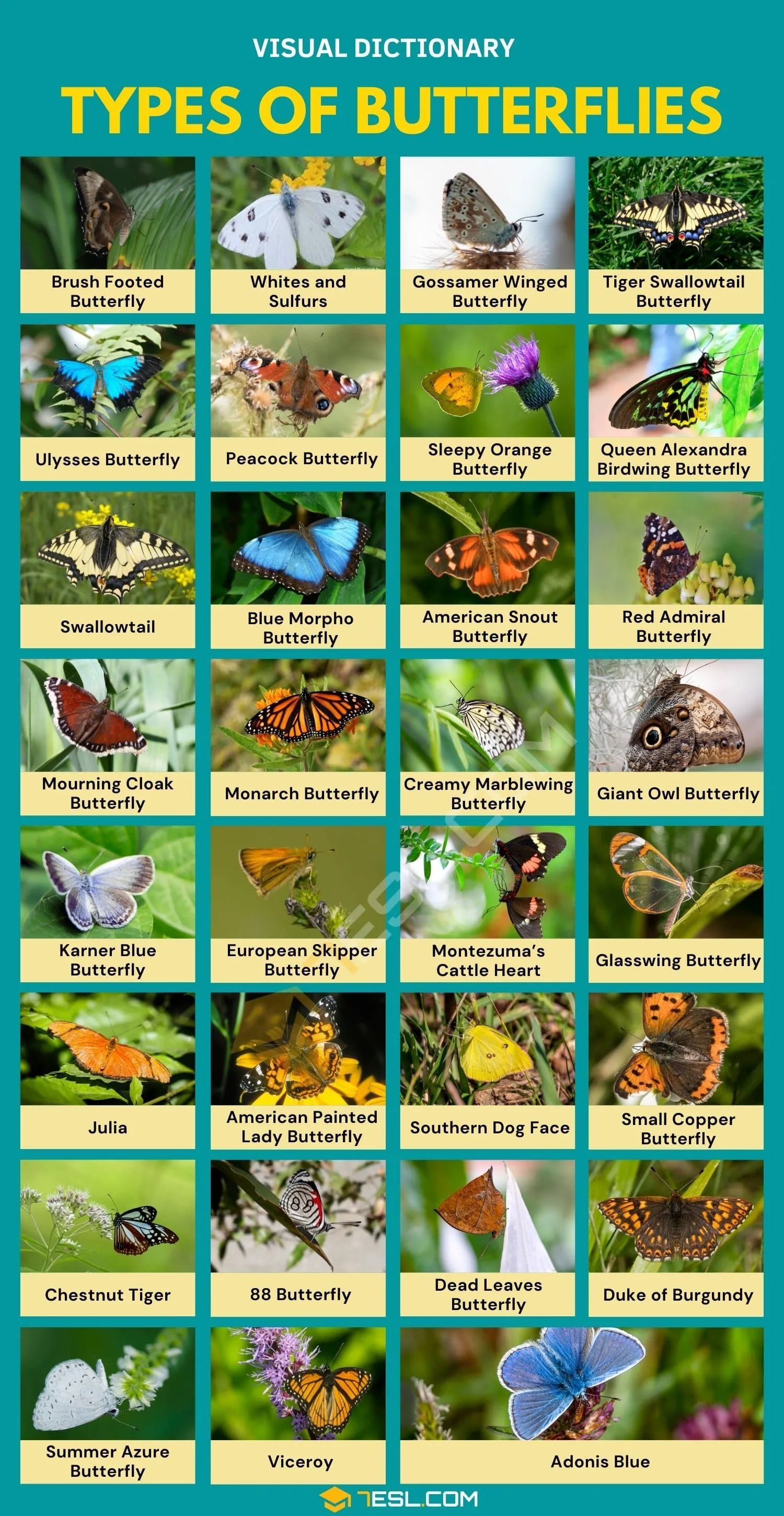 Types Of Butterflies List Of 30 Types Of Butterflies And Their Identifications Types Of Moths