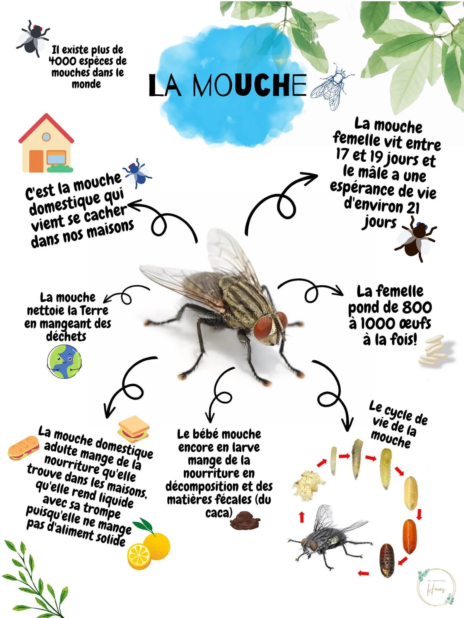 Types Of Flies Diagram