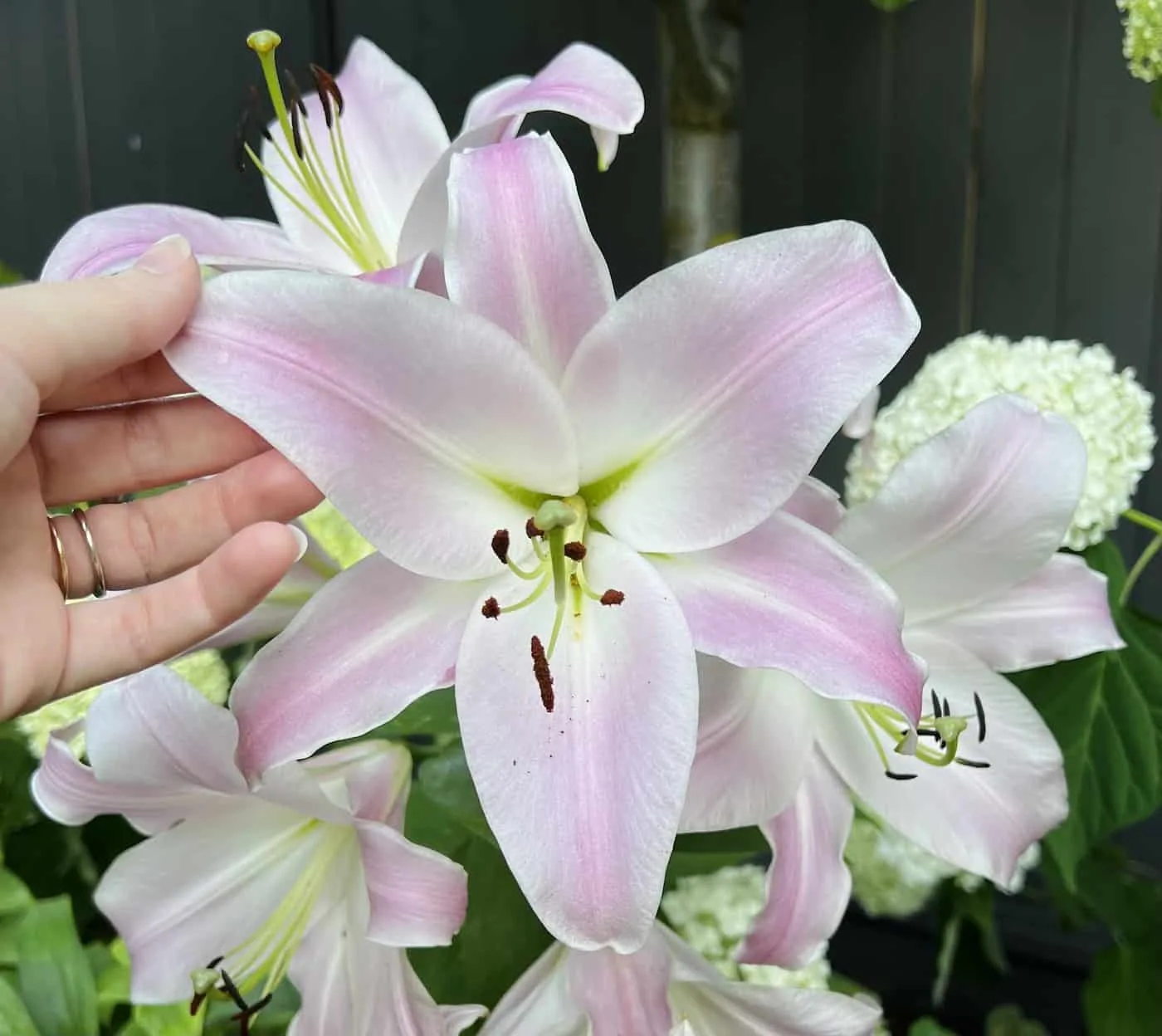 Types Of Lilies And Pictures With Names