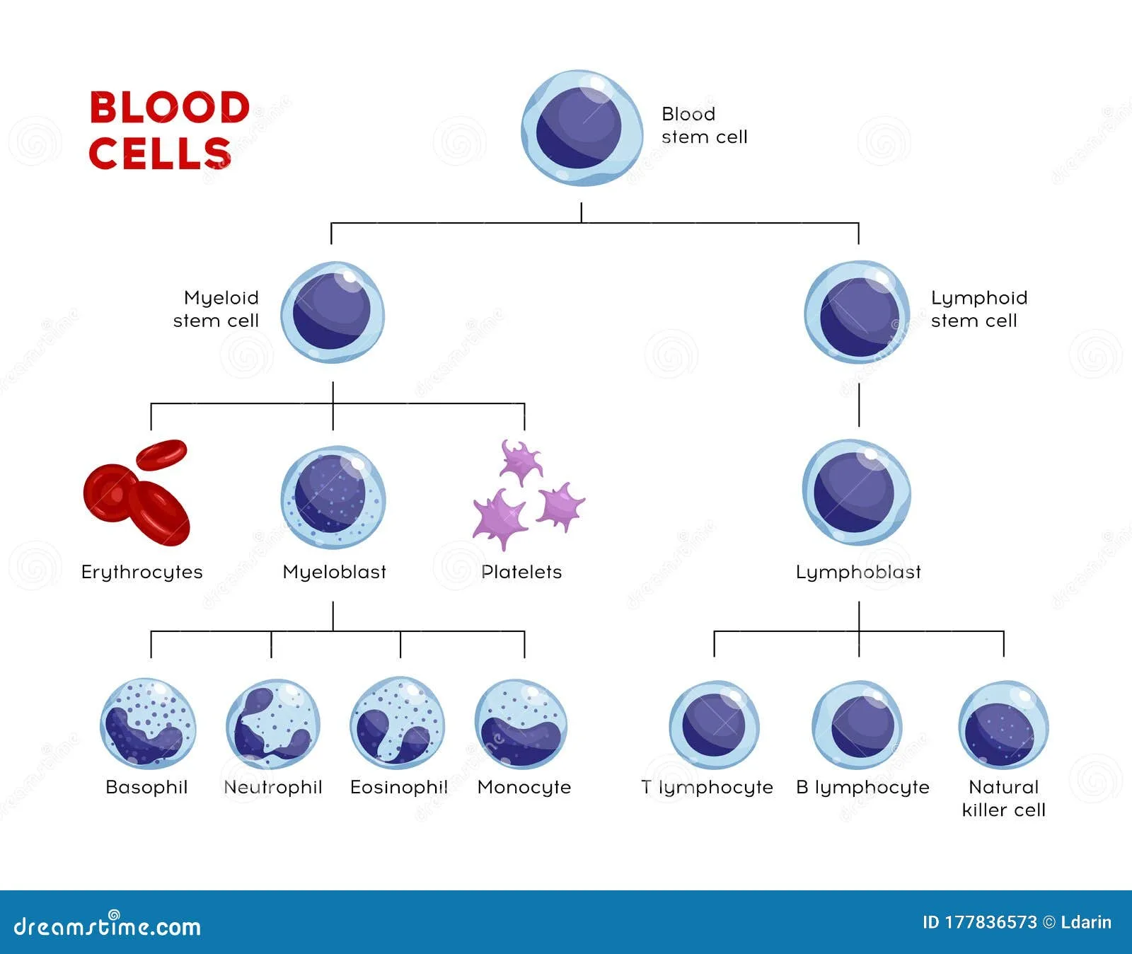 Types Of Lymphocytes T Lymphocytes B Lymphocytes Nk Lymphocytes Structure The Function Of
