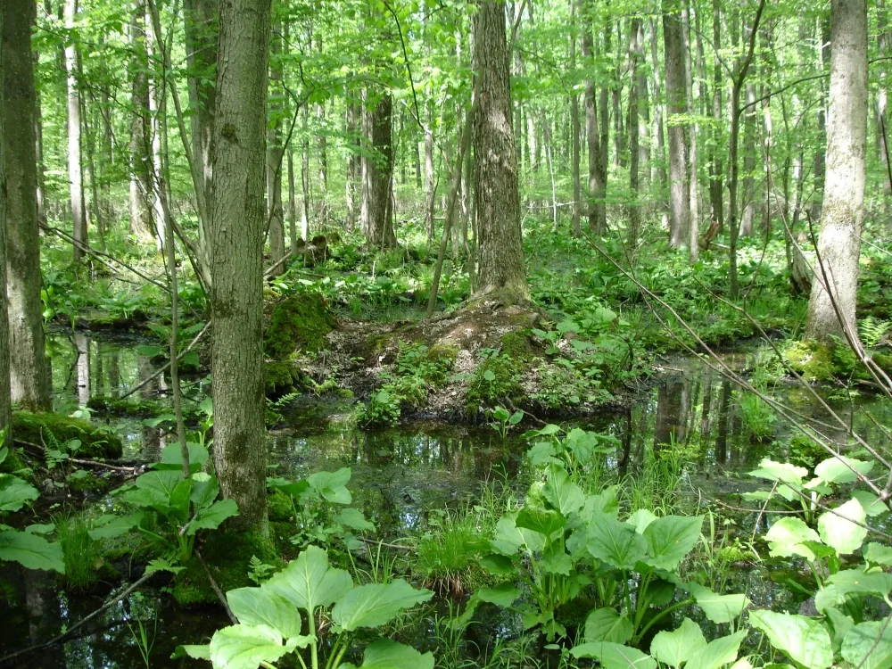Types Of Plants In Swamps