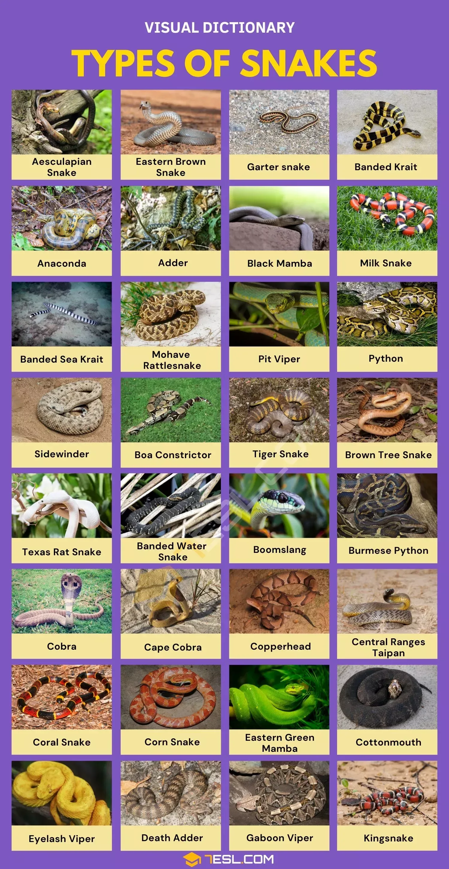 Types Of Snakes Brown Water Snake Brown Tree Snake Kinds Of Snakes Types Of Snake Snake