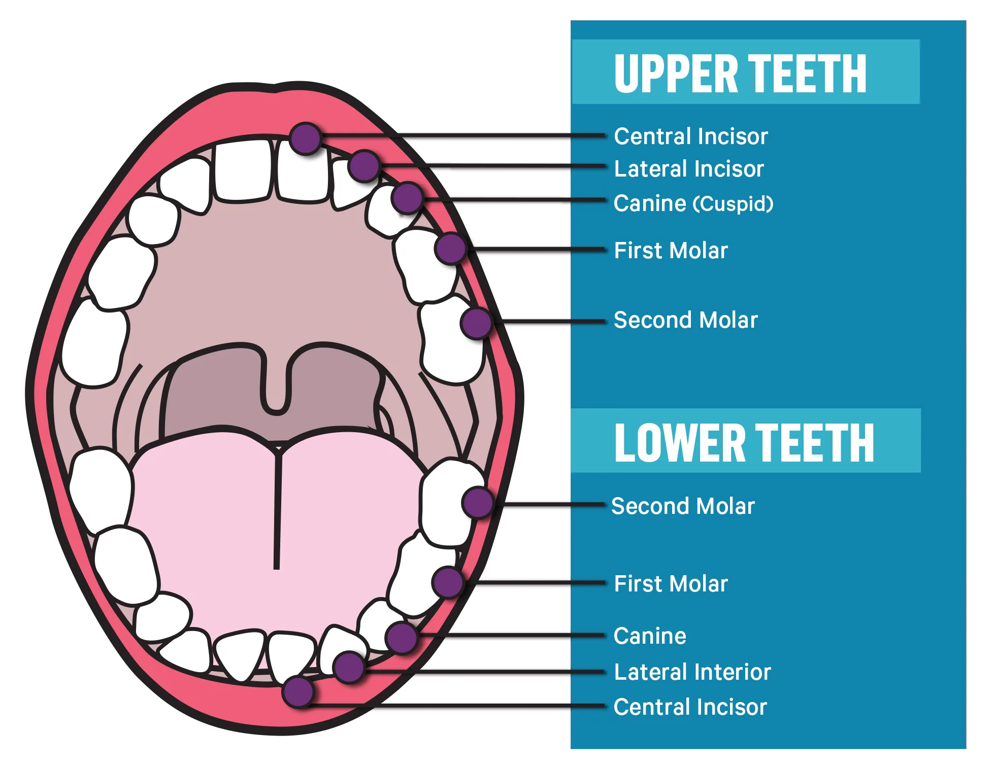 Types Of Teeth Diagram And Their Functions Tooth Number Char