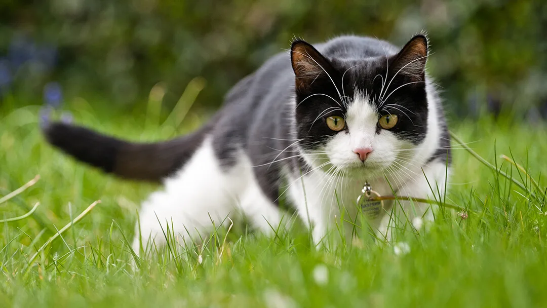Understanding Cat Behaviours Guides Advice Purina