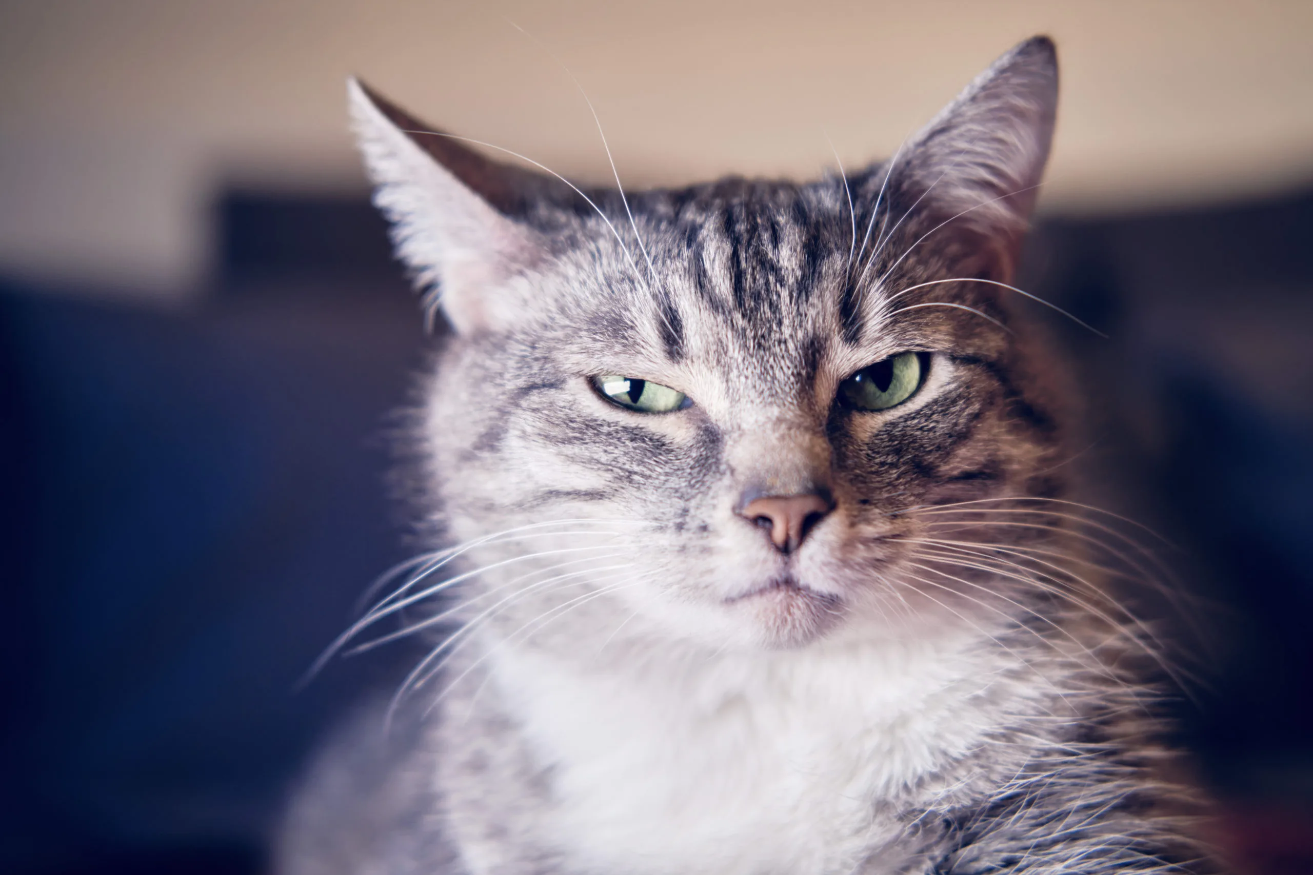 Understanding Cat Expressions Modern Cat Magazine