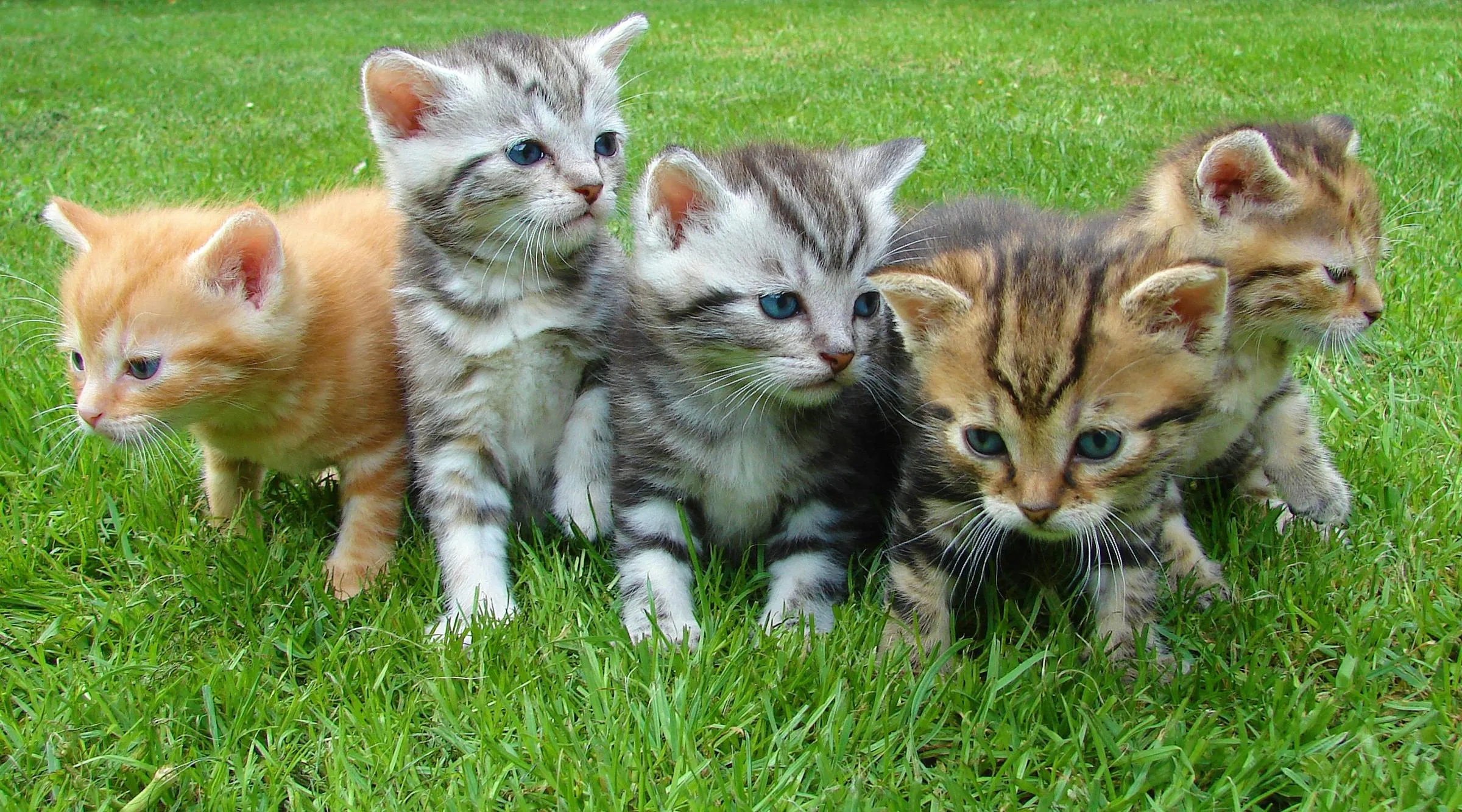 Understanding Cat Traits Physical Characteristics Behavior And Temperament Daily Paws