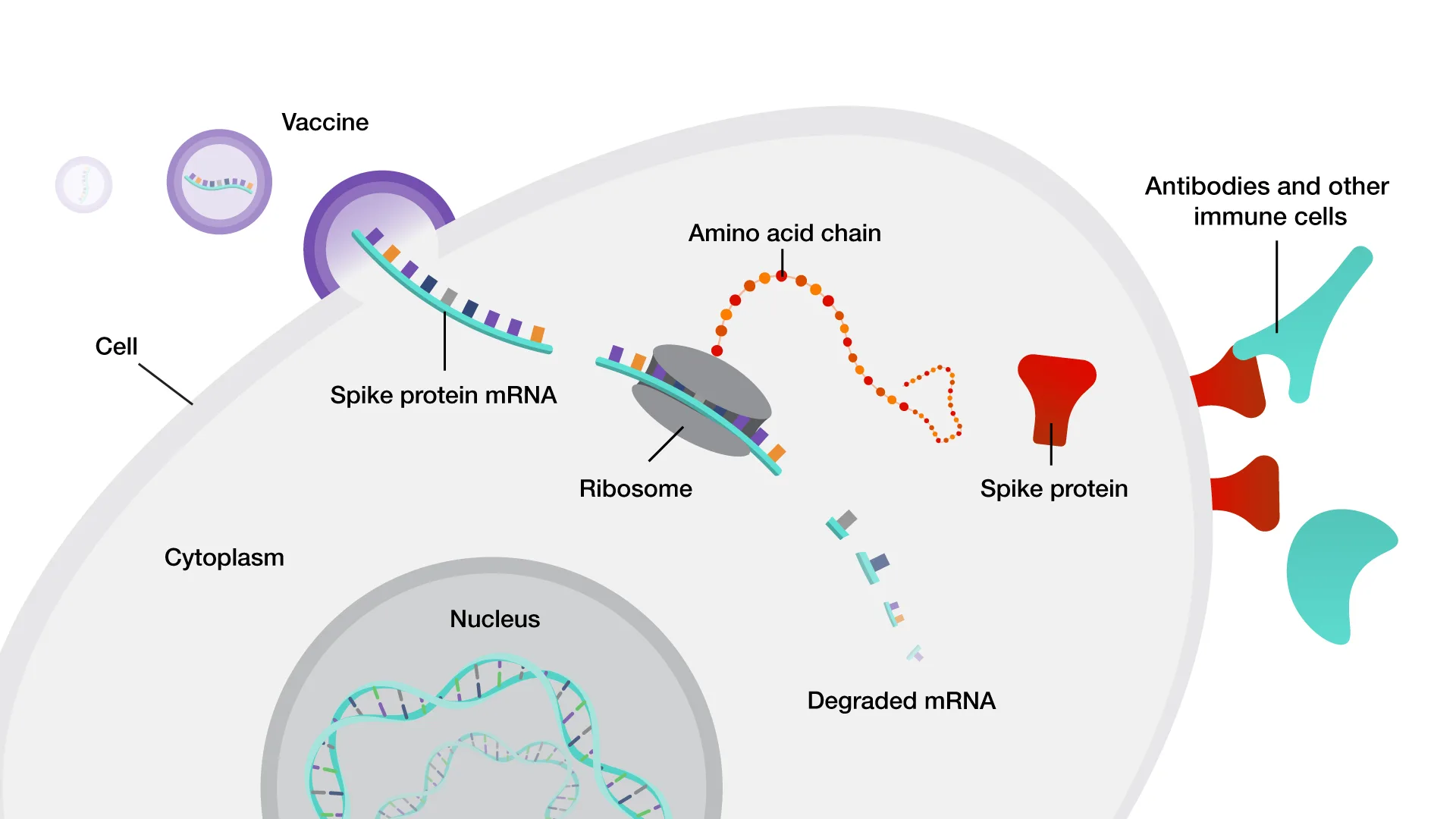 Understanding Covid 19 Mrna Vaccines