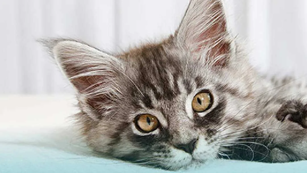 Understanding Getting A New Cat Purina