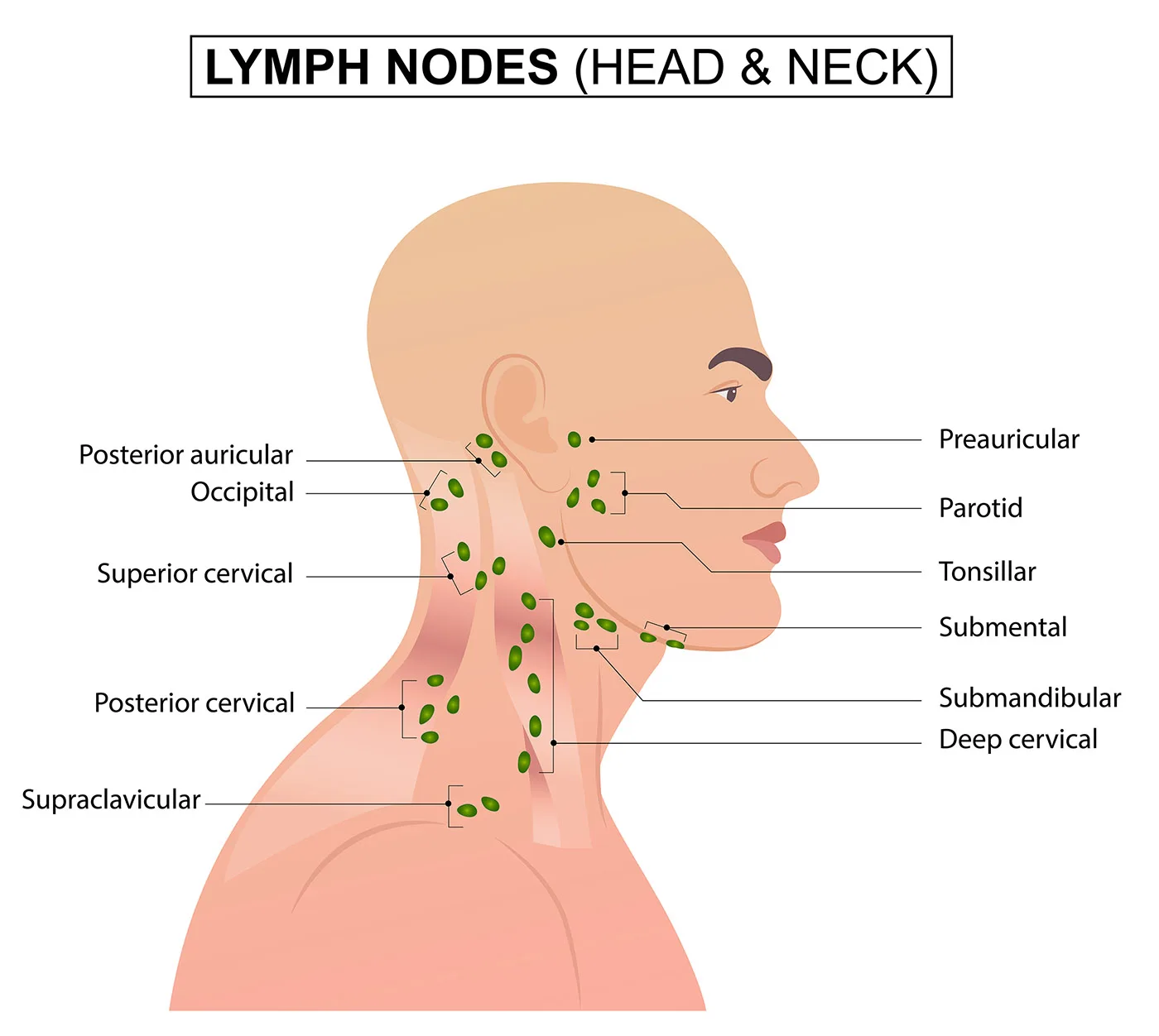 Understanding Head And Neck Lymph Nodes A Comprehensive Guide Anatomy Note