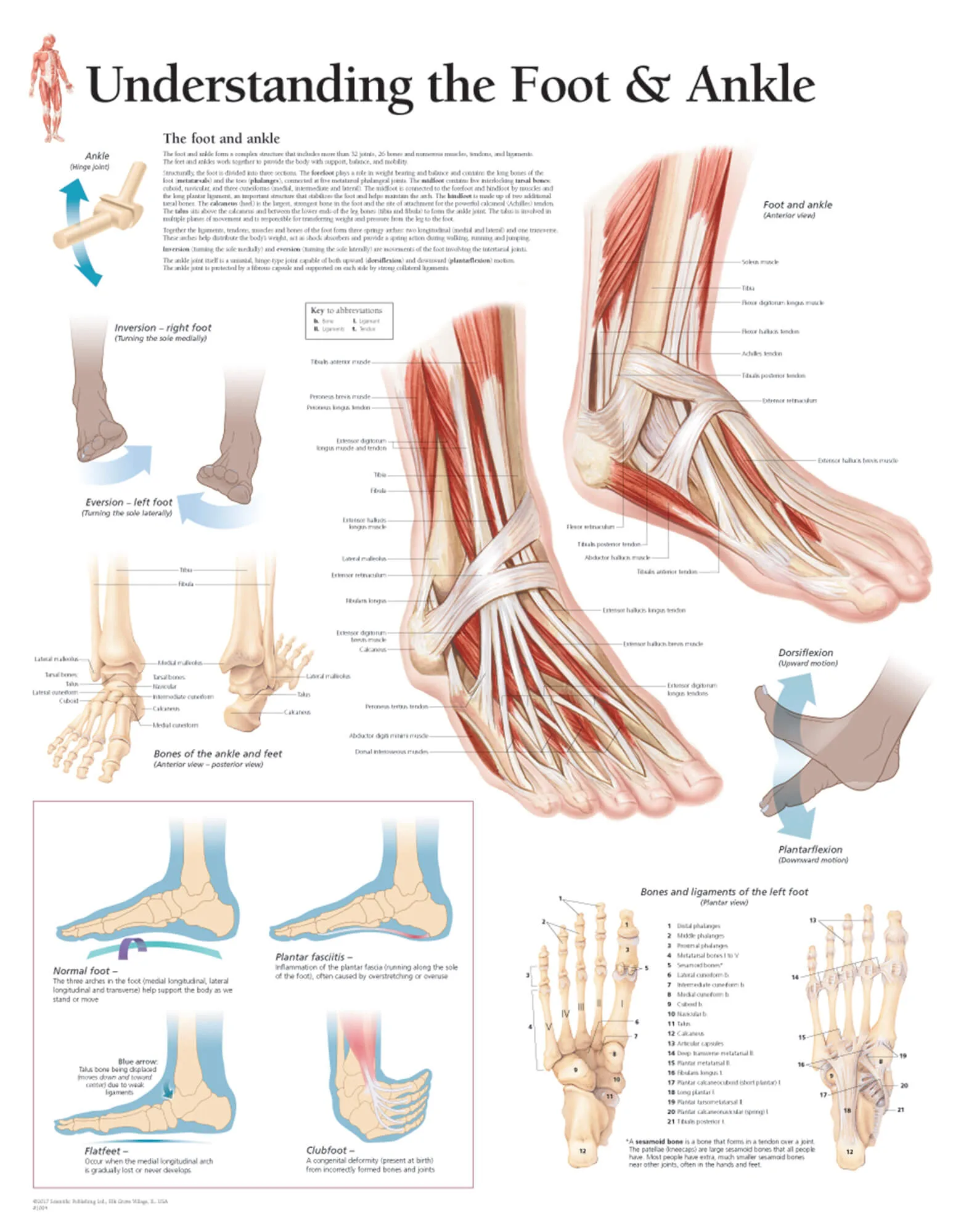 Understanding The Foot And Ankle 1004 Anatomical Parts Charts