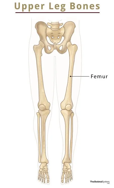 Upper Extremity Bones Anatomy Bones Of The Upper Limb By Zexia On