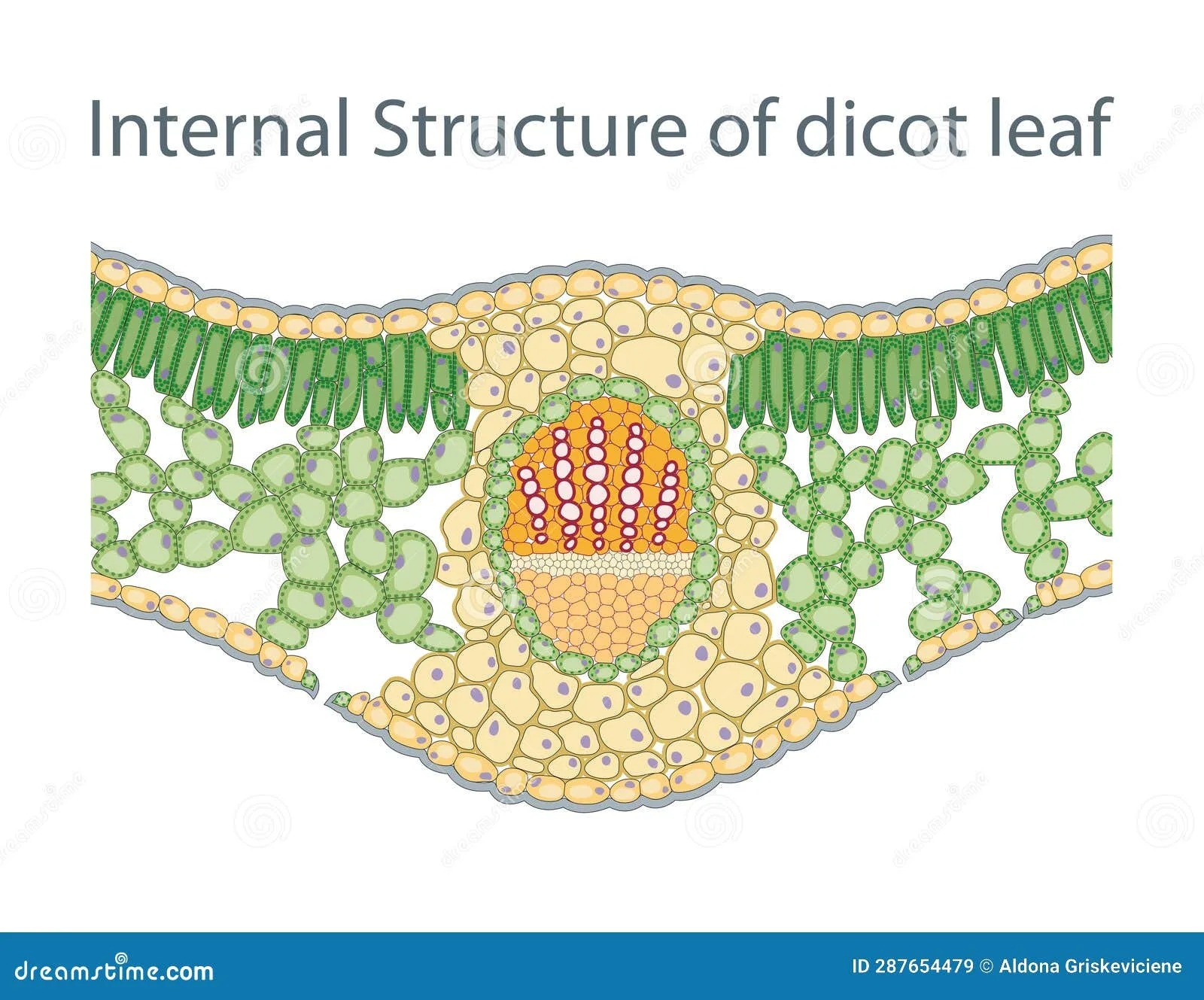 Vascular Bundle In Leaf Diagram