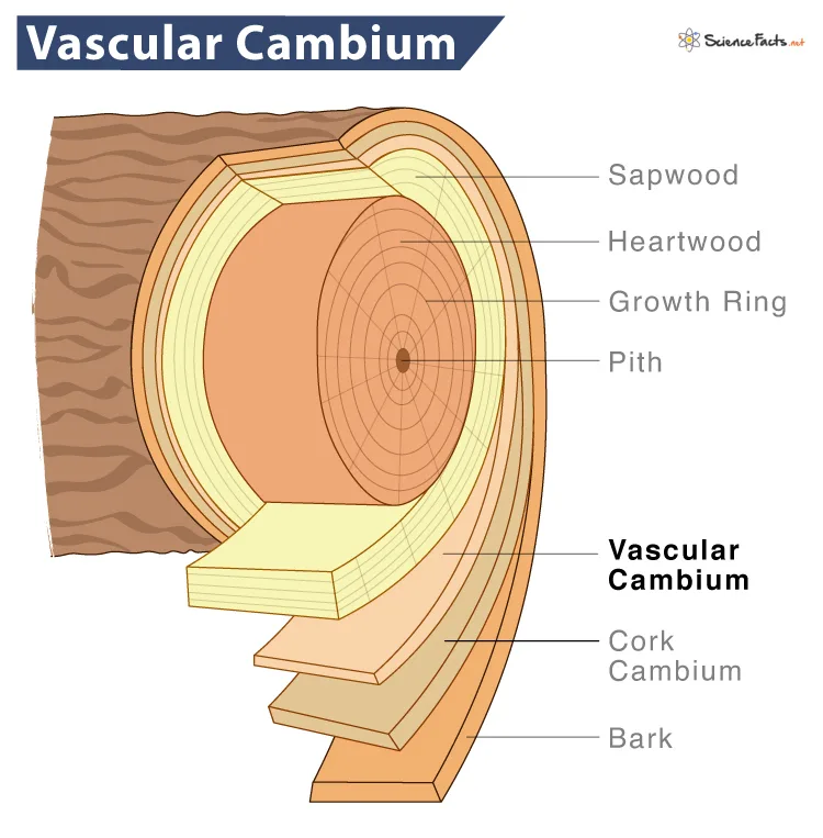 Vascular Cambium Definition Location Functions Diagram Science Facts Learn It All