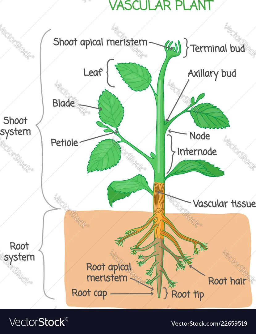 Vascular Plant Biological Structure Diagram Vector Image