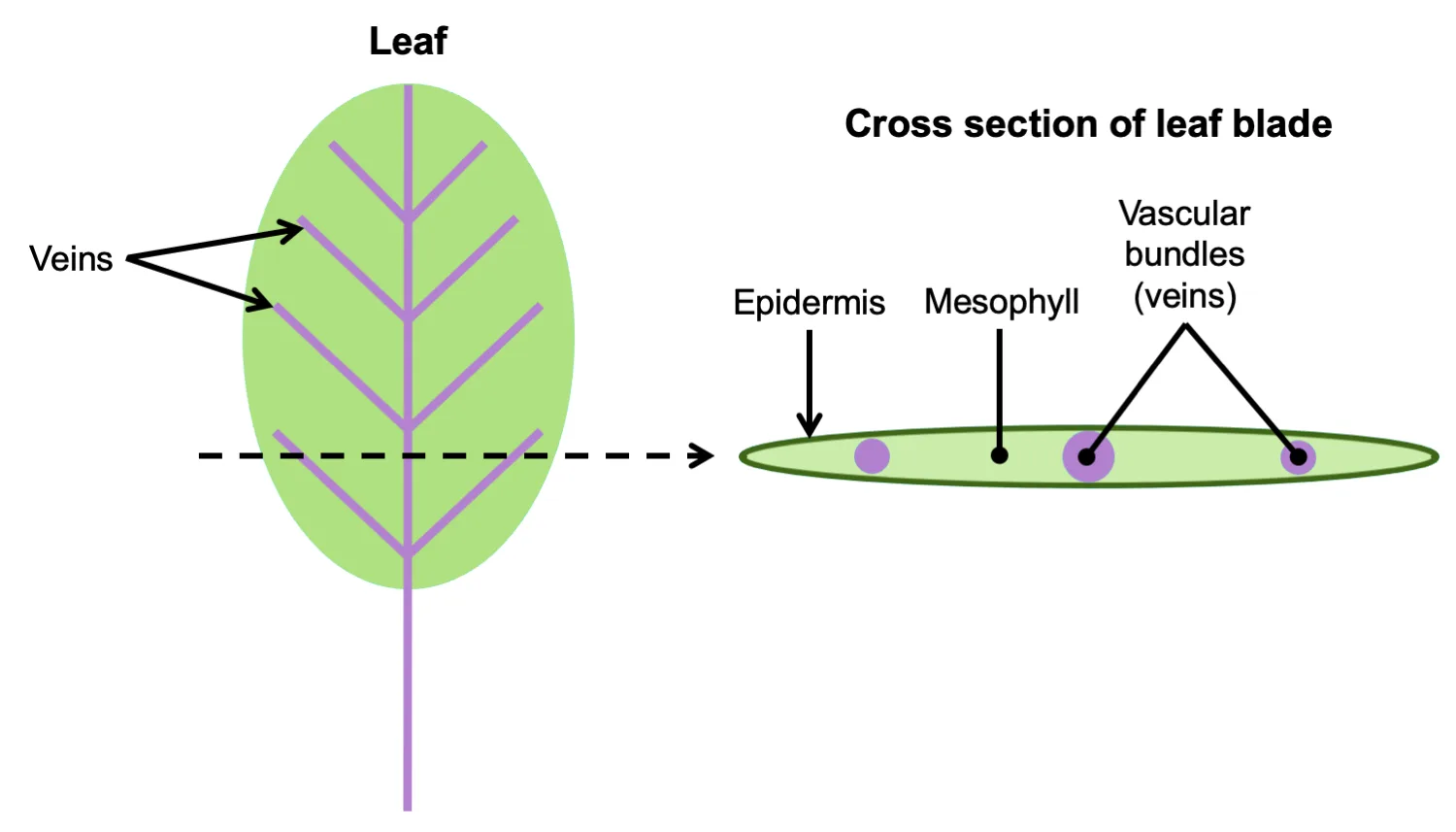Vascular Plants Diagram