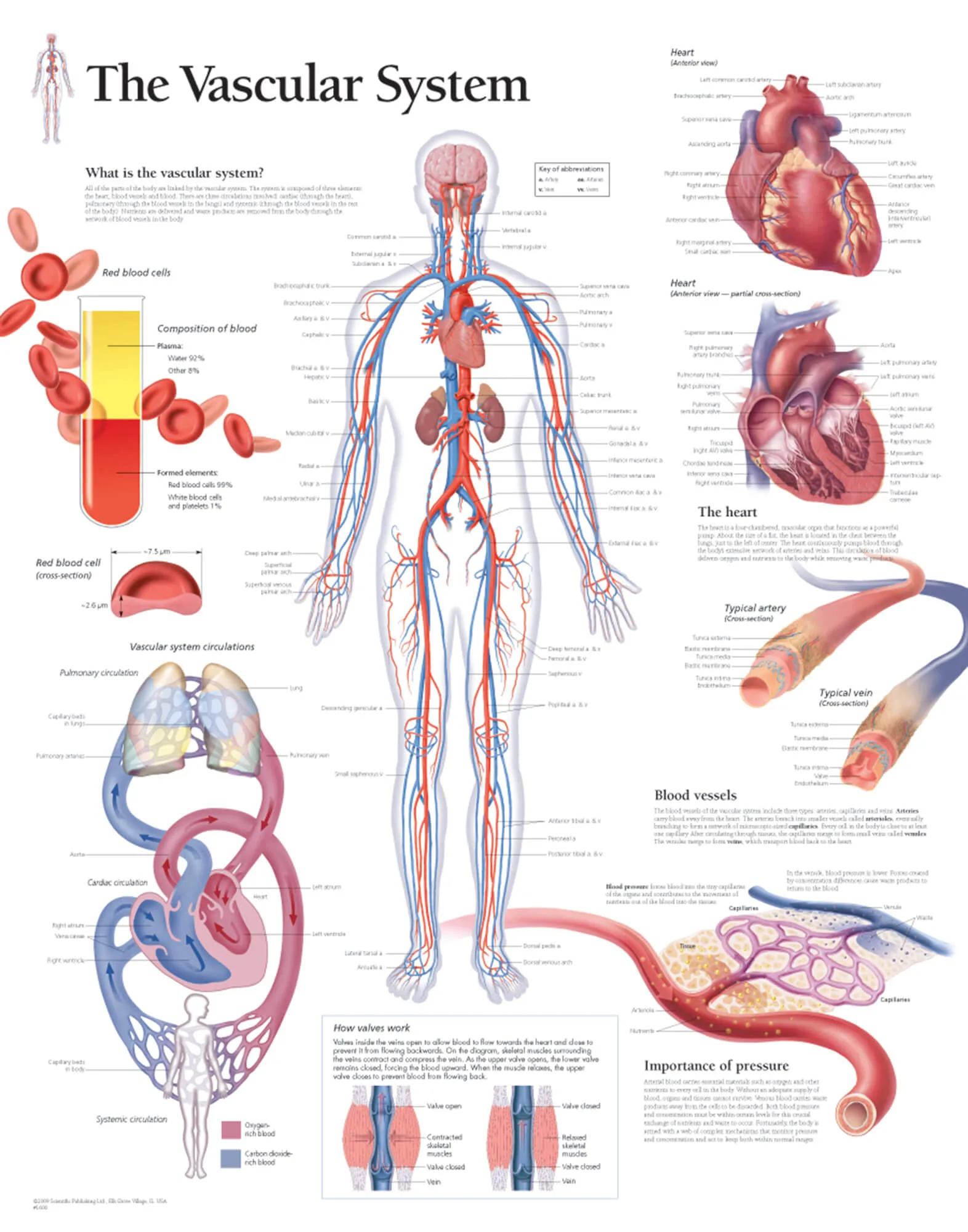 Vascular System 1600 Anatomical Parts Charts