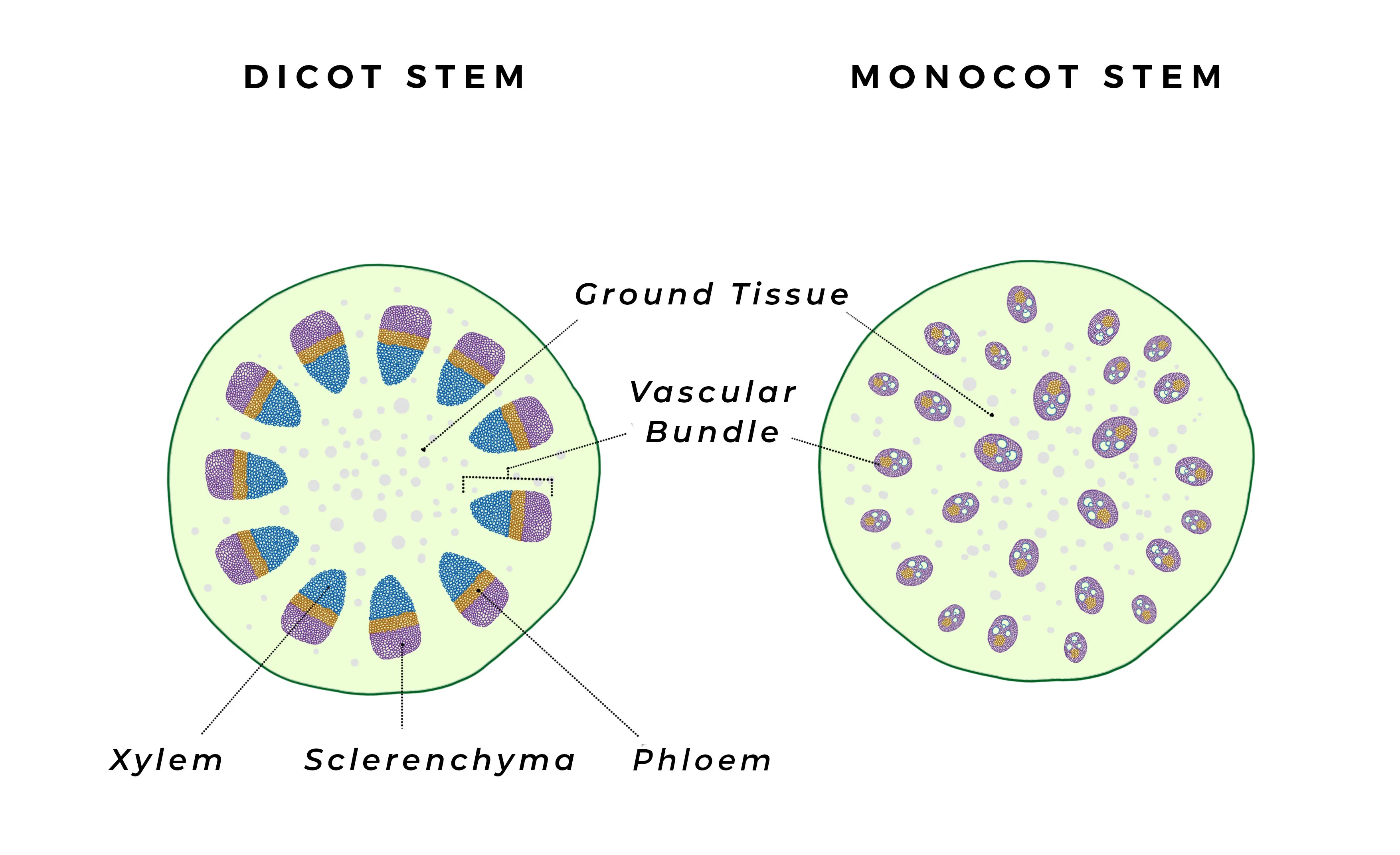 Vascular System