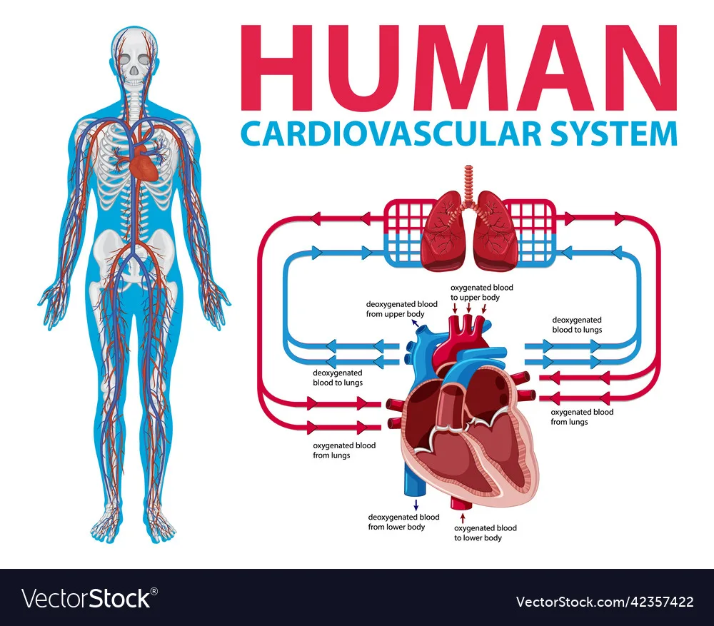 Vascular System