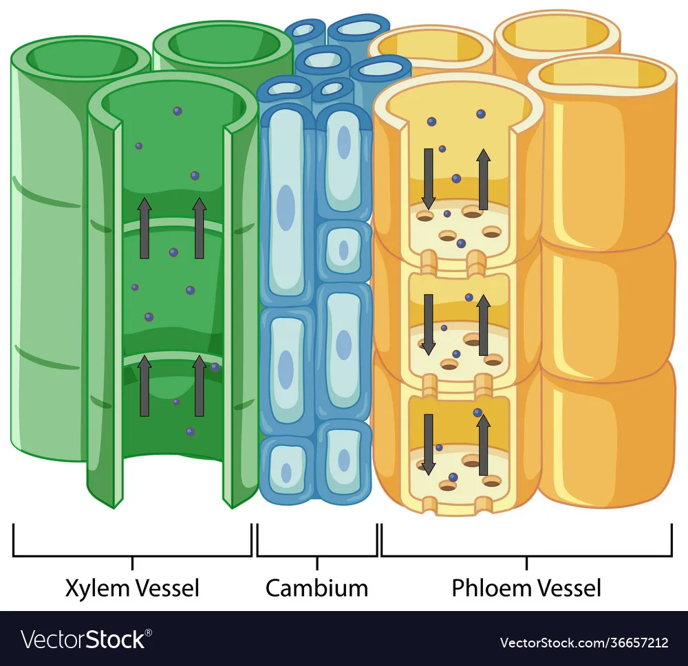 Vascular Tissue Diagram