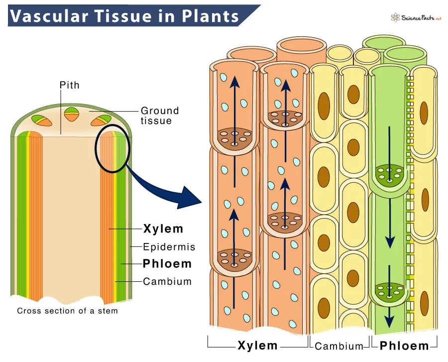 Vascular Tissue In Plants Diagram