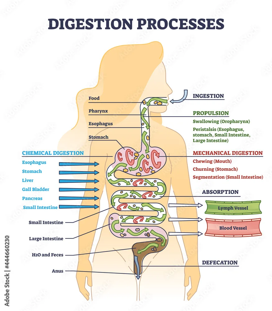 Vecteur Stock Digestion Processes As Overall Gastrointestinal Tract Organs Outline Diagram