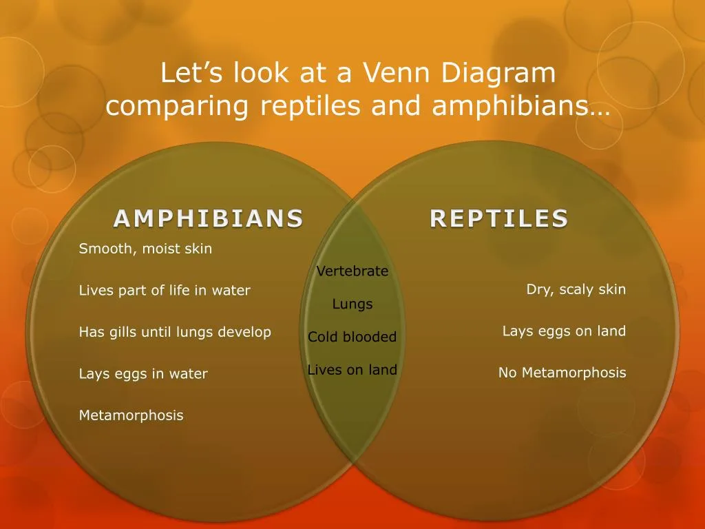 Venn Diagram Comparing Amphibians And Reptiles Ven Diagram