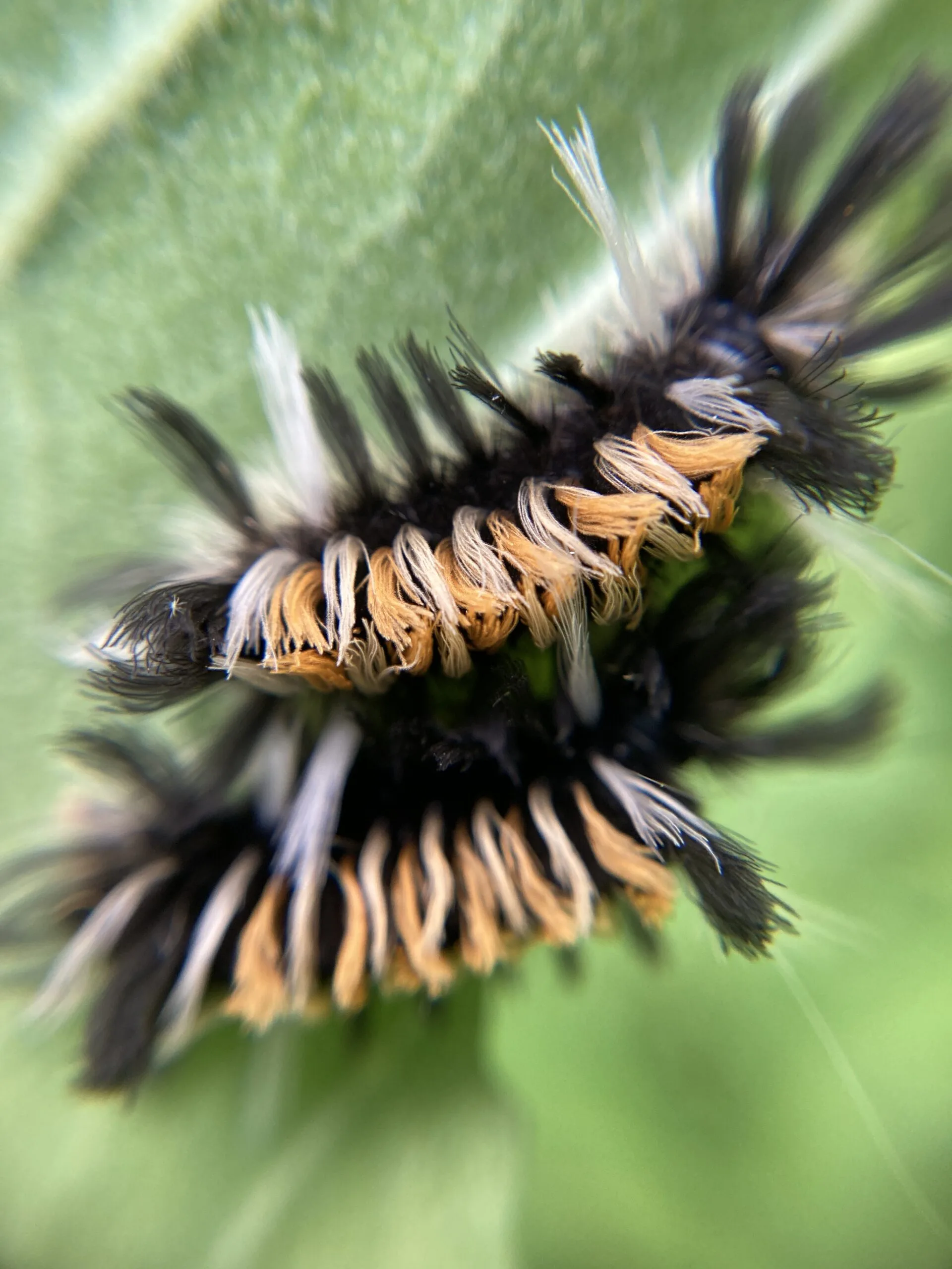 Very Hungry Caterpillars Dyck Arboretum