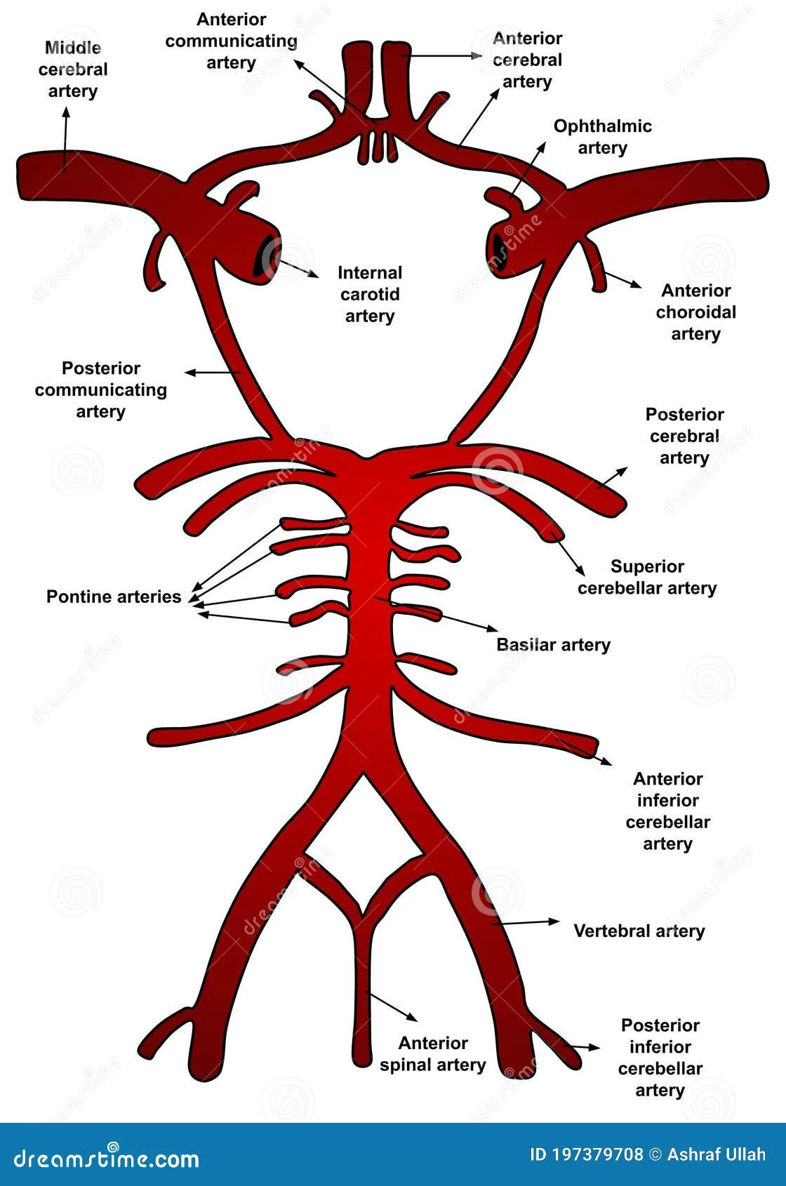 Vessels Definition