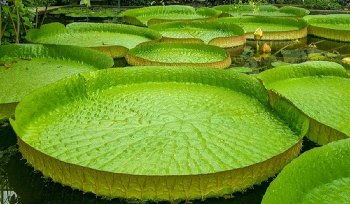 Victoria Amazonica All You Need To Know About The Giant Water Lily