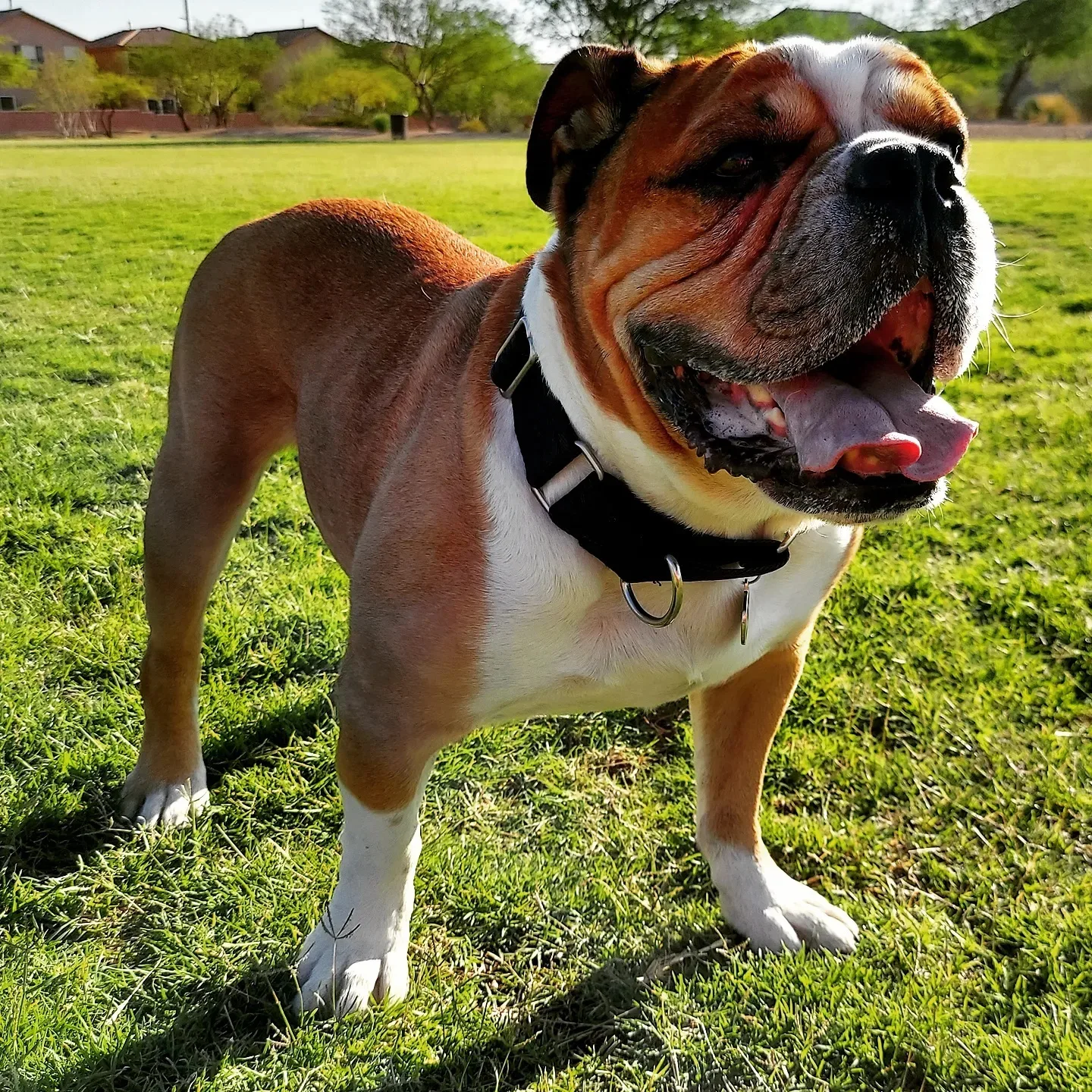 Victorian Bulldog Breed Facts Guide Puppy Price Puplore