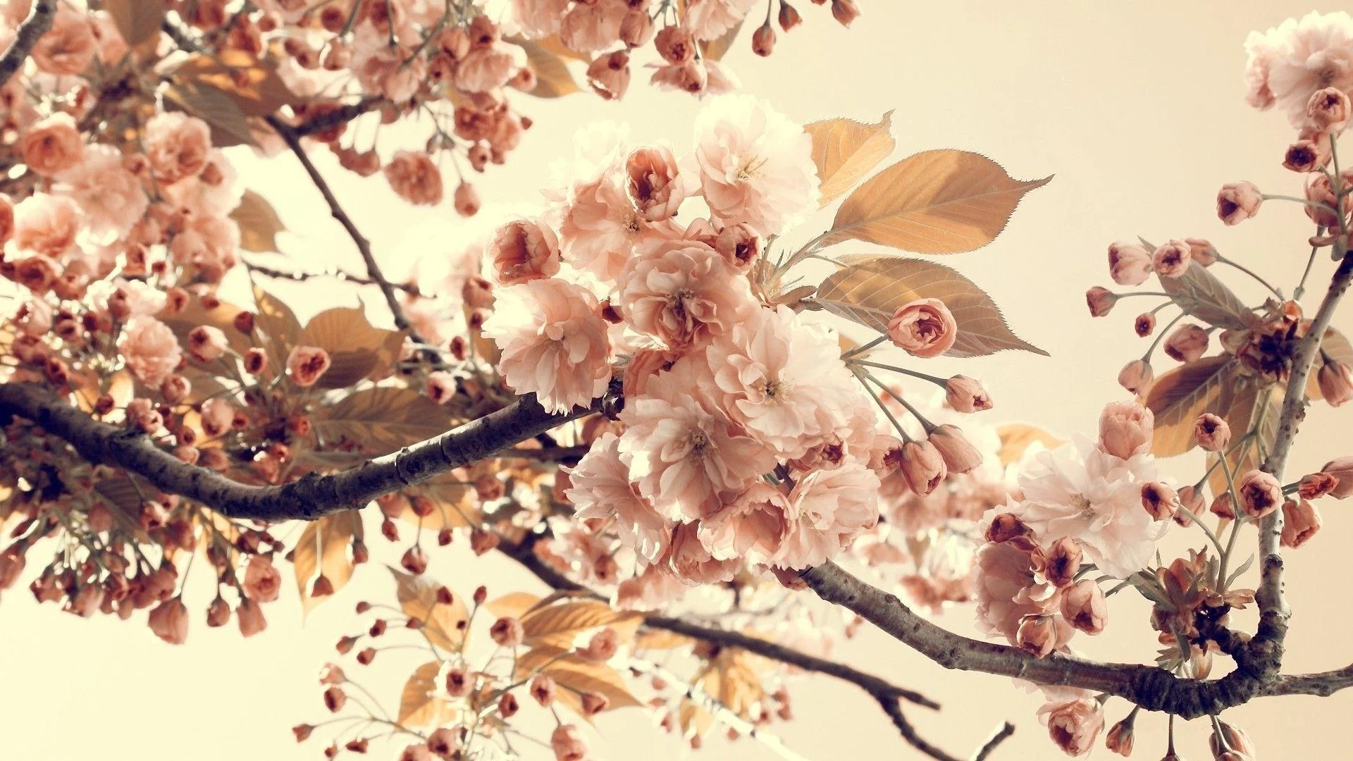 Vintage Wallpapers Hd Wallpaper Cave