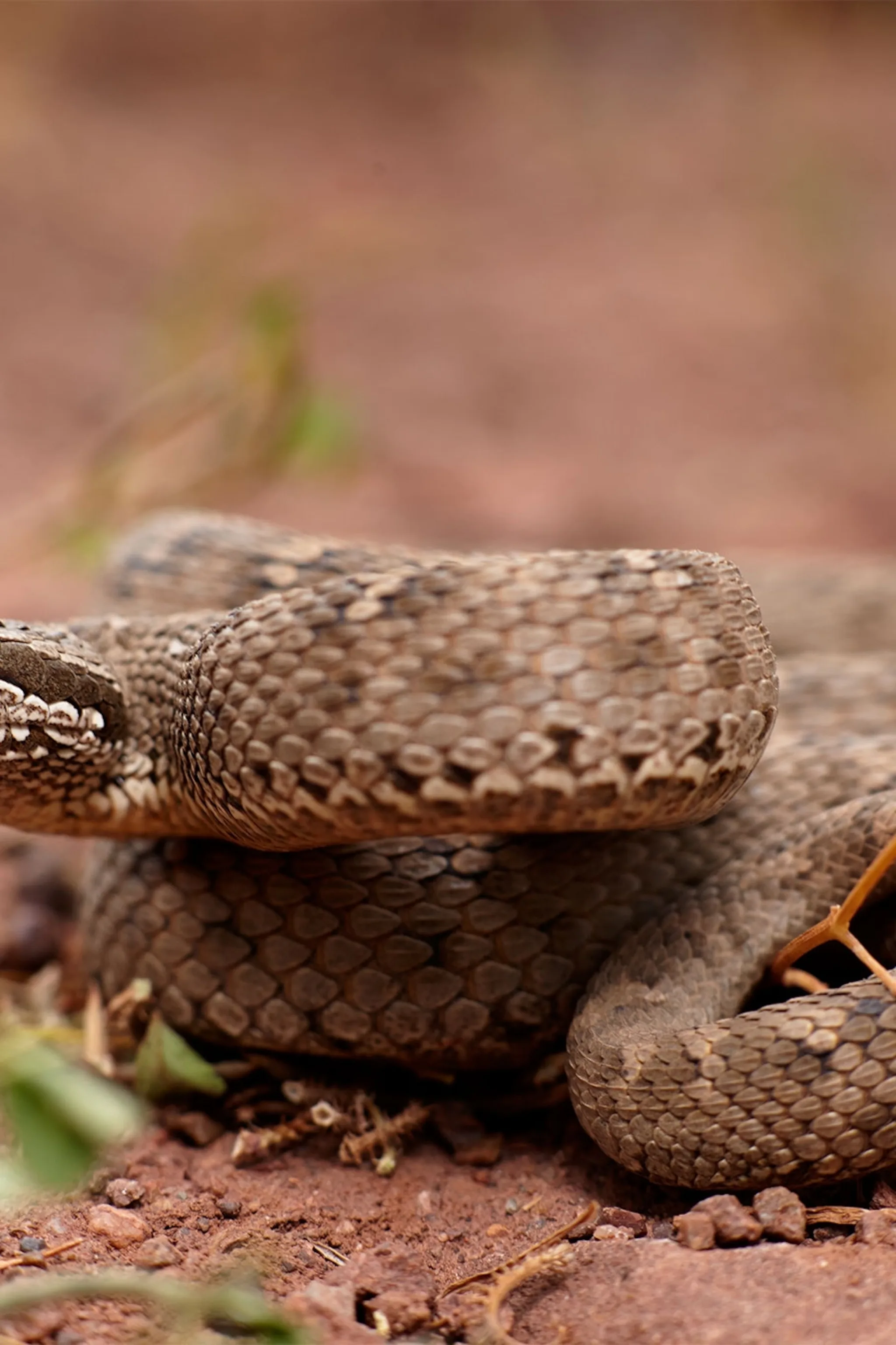 Viper Snake