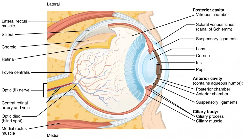 Vision Anatomy And Physiology