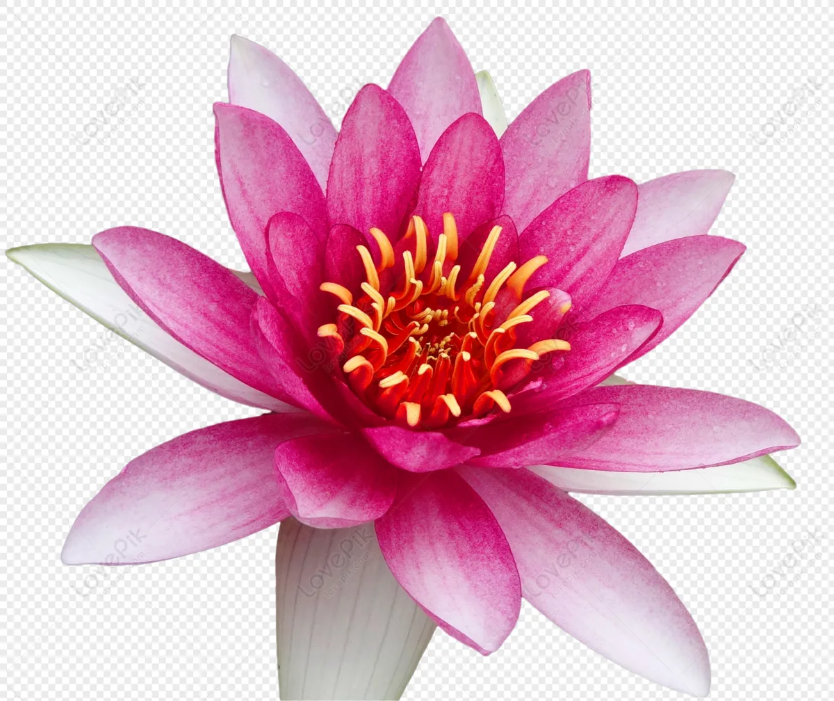 Water Lily Flower Images Hd Images Free Images