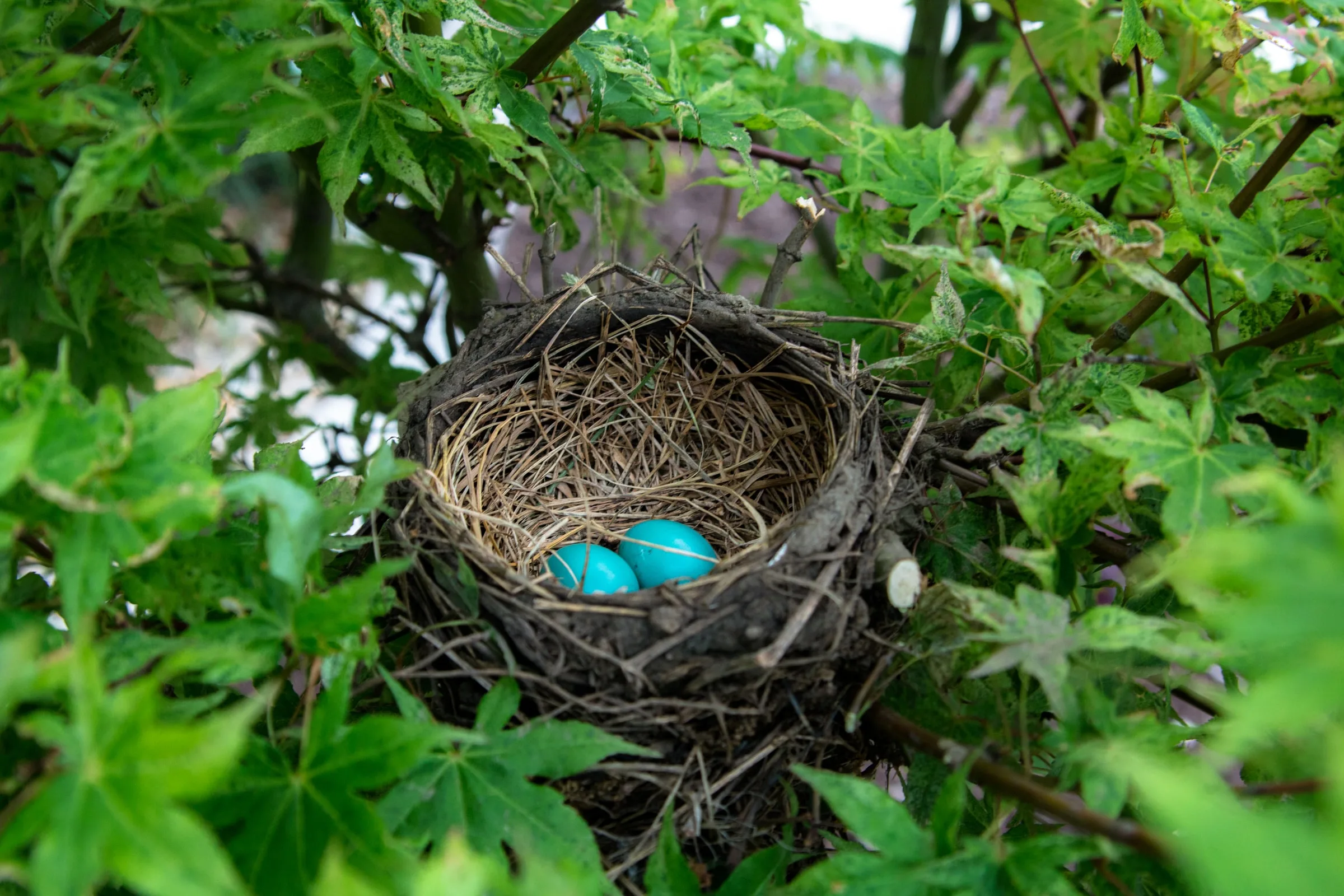 Weaver Bird Nest Inside