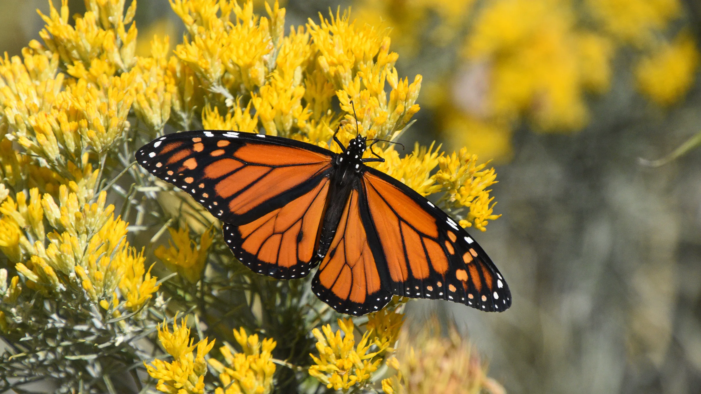 Western Monarch Populations Reach Highest Number In Decades