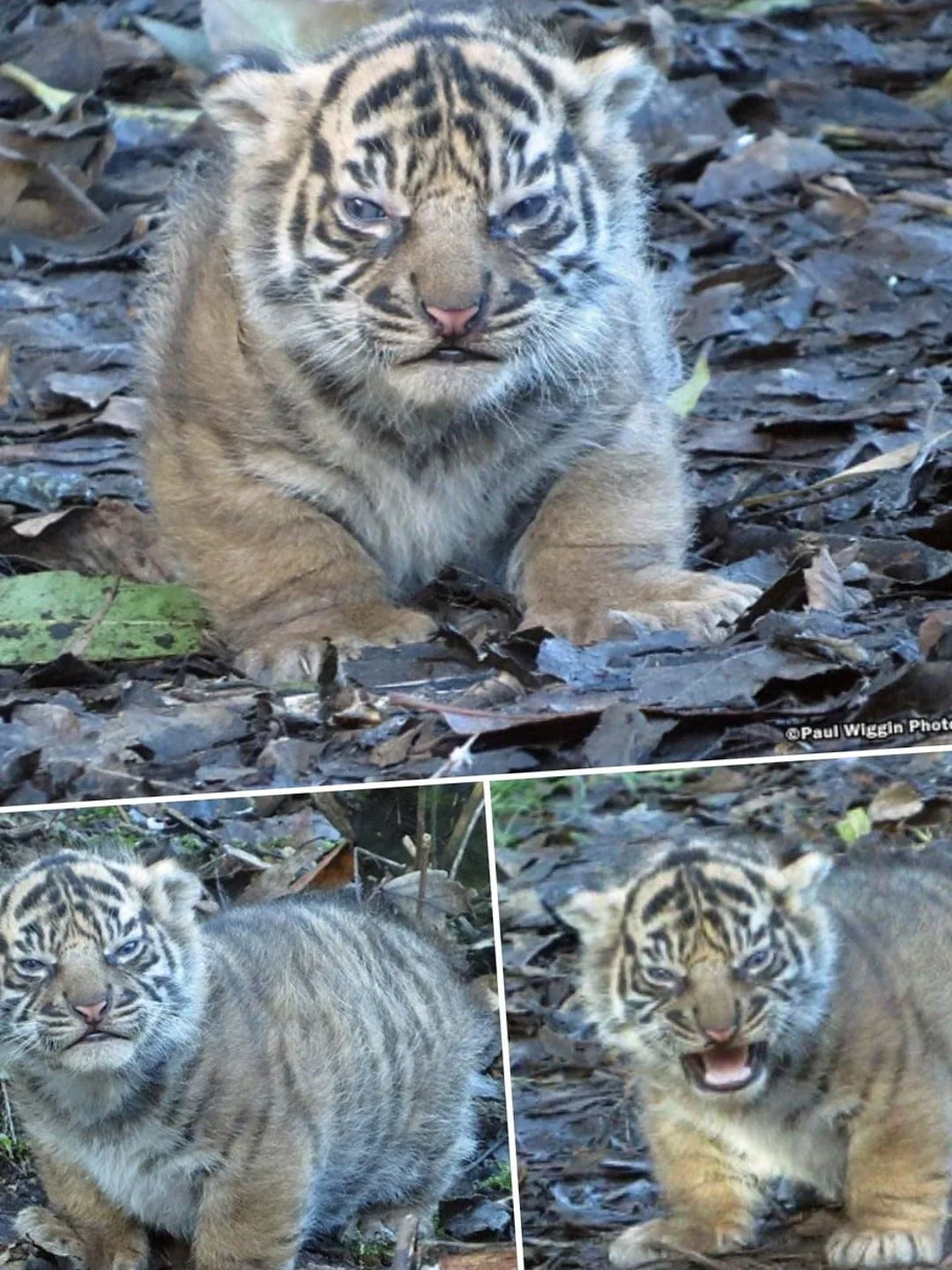 What A Unit Of A Cub R Absoluteunits