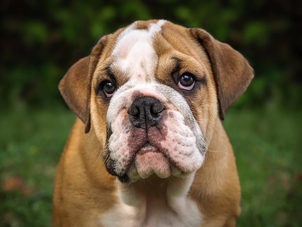 What Are Bulldogs Like As Pets