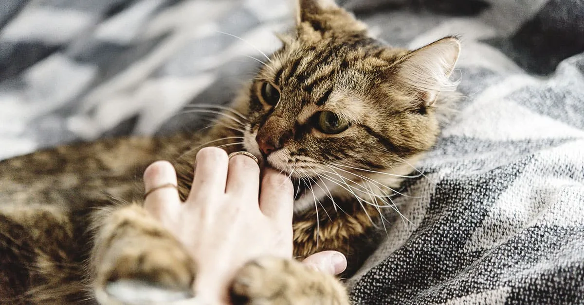 What Are Cat Love Bites Lelu Bobo