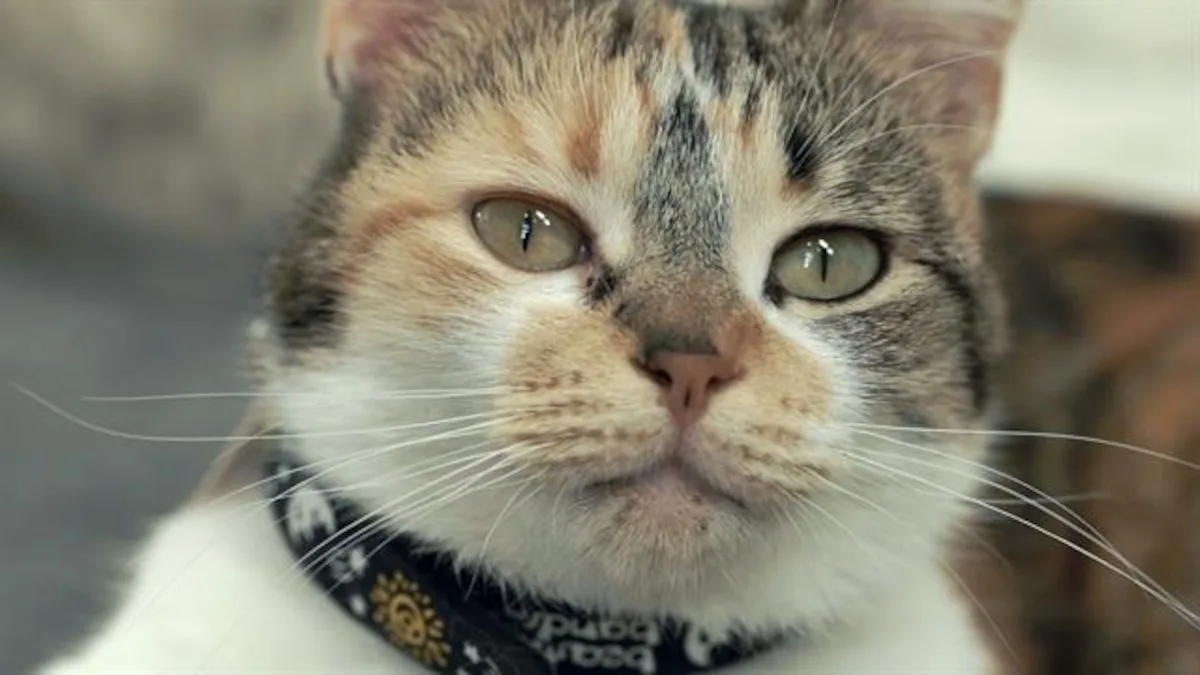 What Are Cats Trying To Tell Us Science Will Explain National Geographic