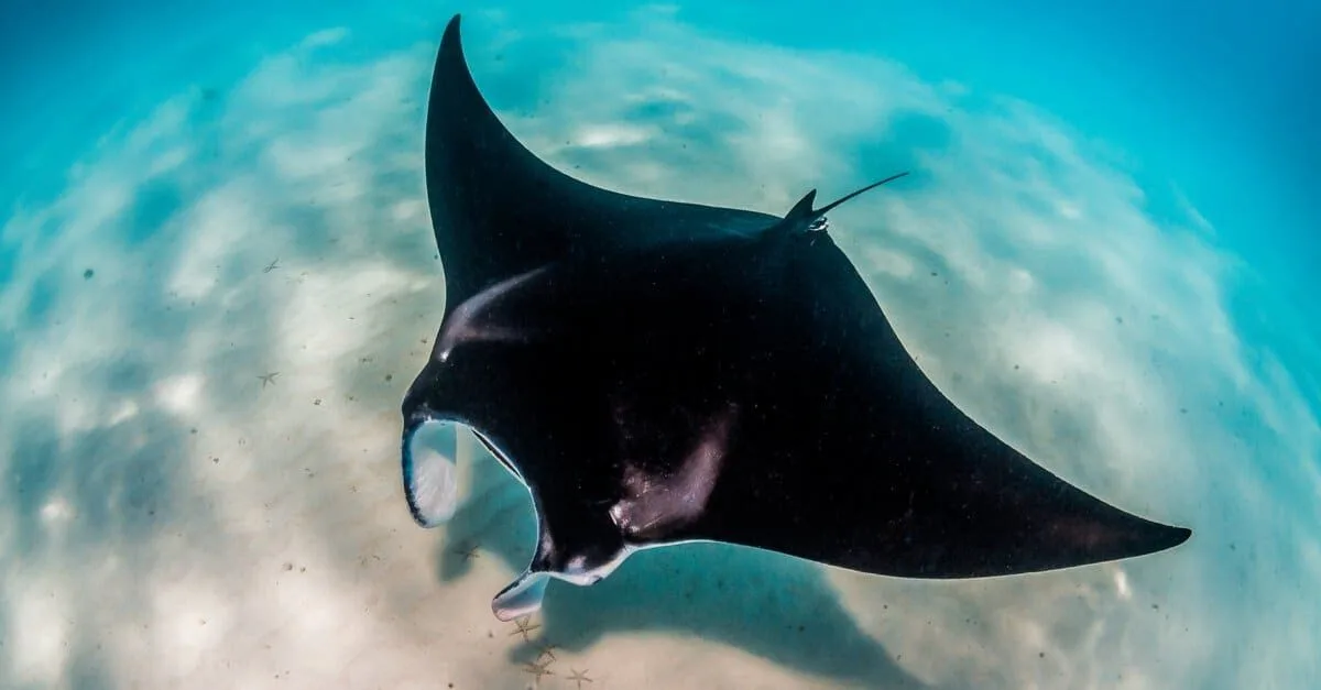 What Are Rays
