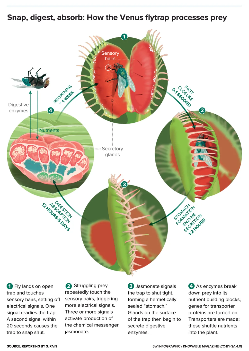 What Are The Different Anatomical Parts Of The Venus Flytrap
