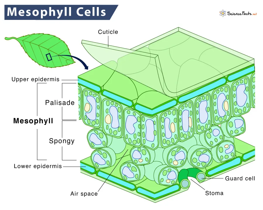 What Are The Different Parts Of A Leaf Explain With Labelled