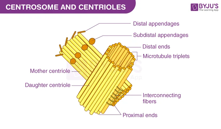 What Are The Functions Of The Parts Of A Plant Cell