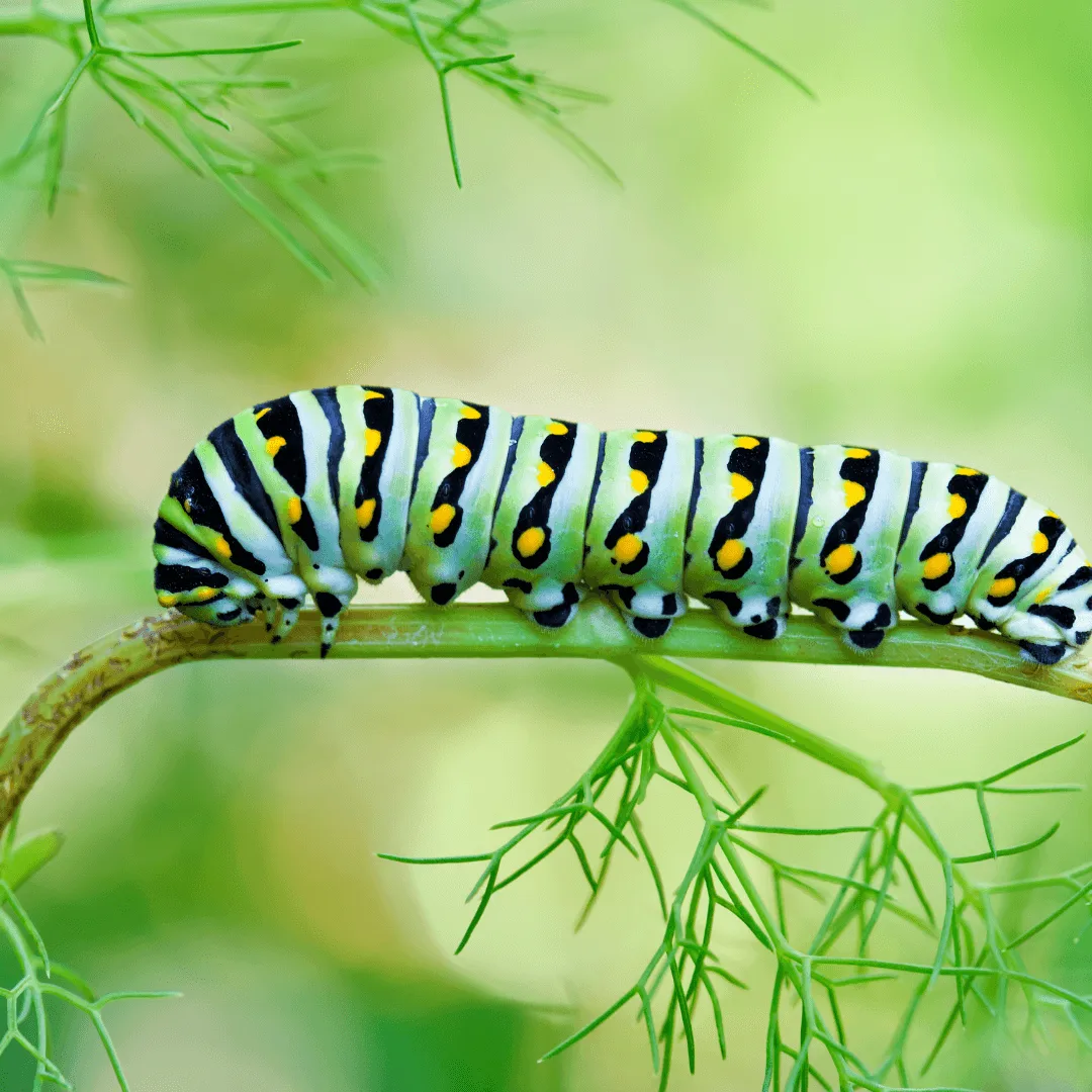 What Do Caterpillars Eat Feed