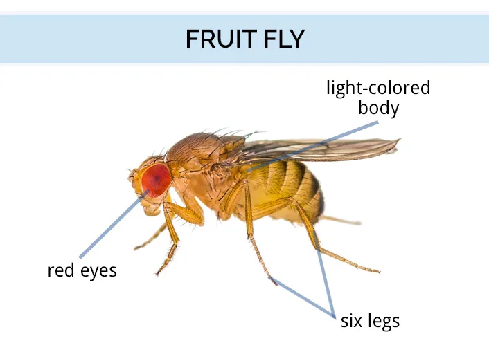 What Do Fruit Flies Look Like Fruit Fly Identification Anatomy